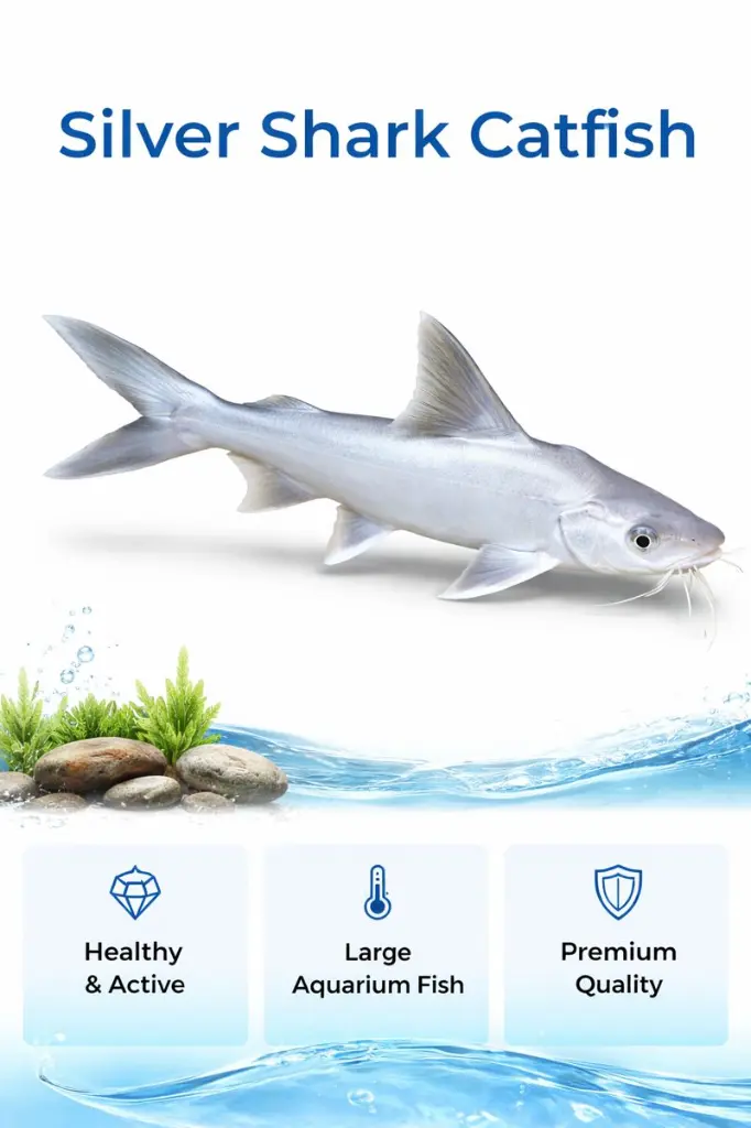 ChatGPT Image Jan 11, 2026, 10_23_30 AM.webp