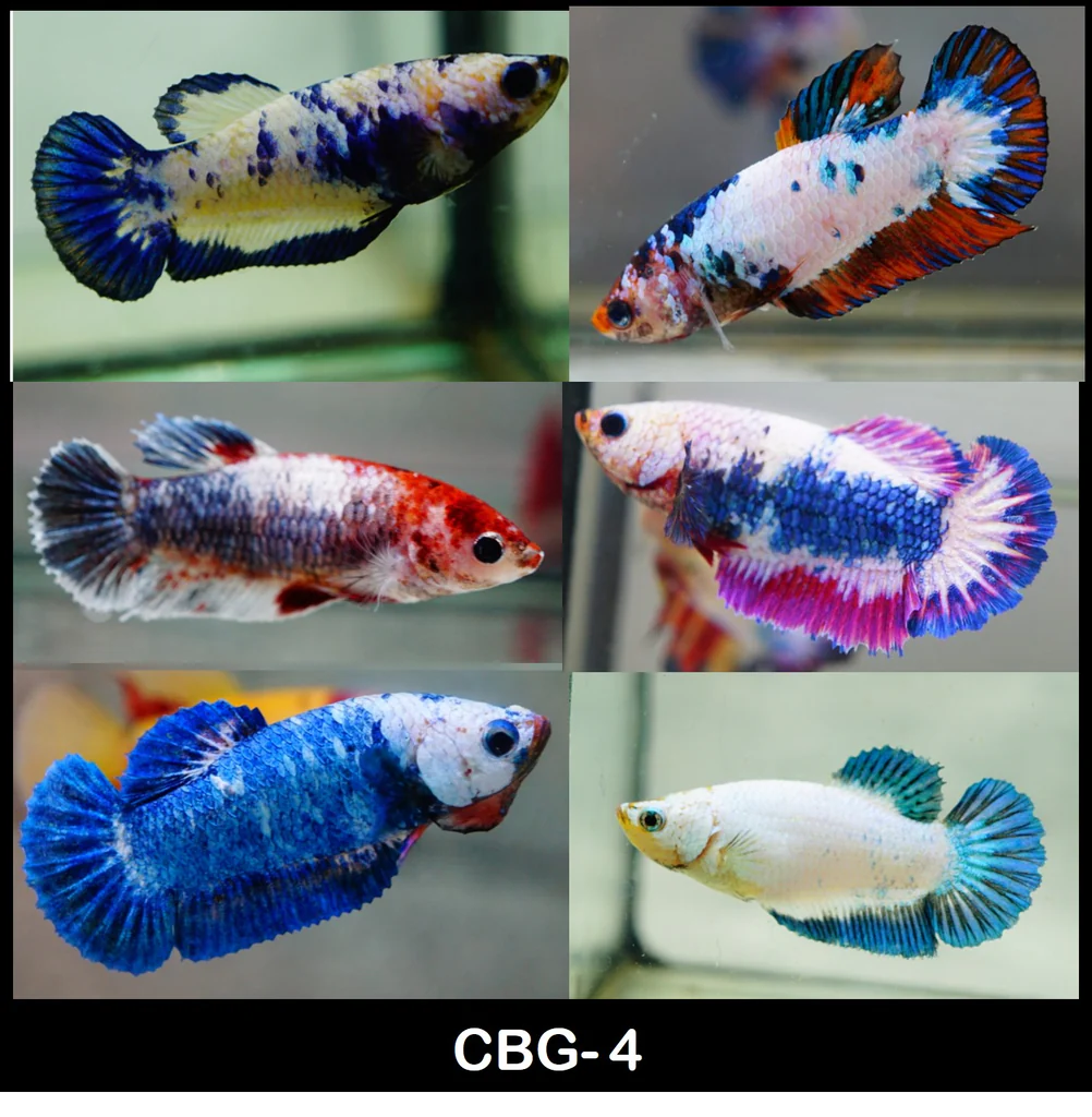 Fighter Male