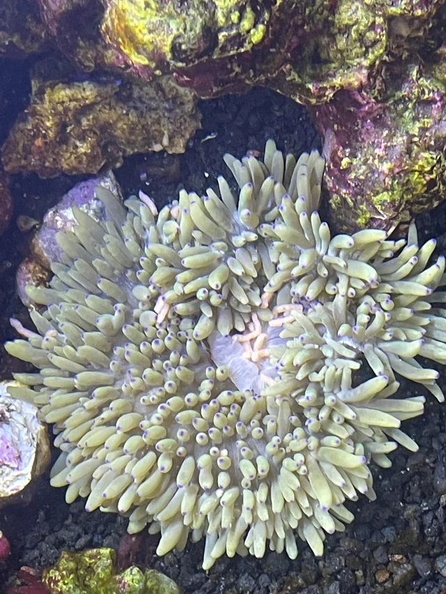 Bulb Anemone(Heteractis malu)