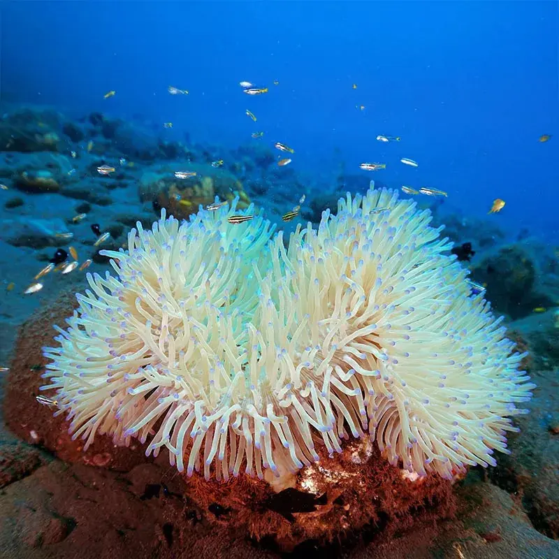 Sand Anemone(Radianthus Simplex)