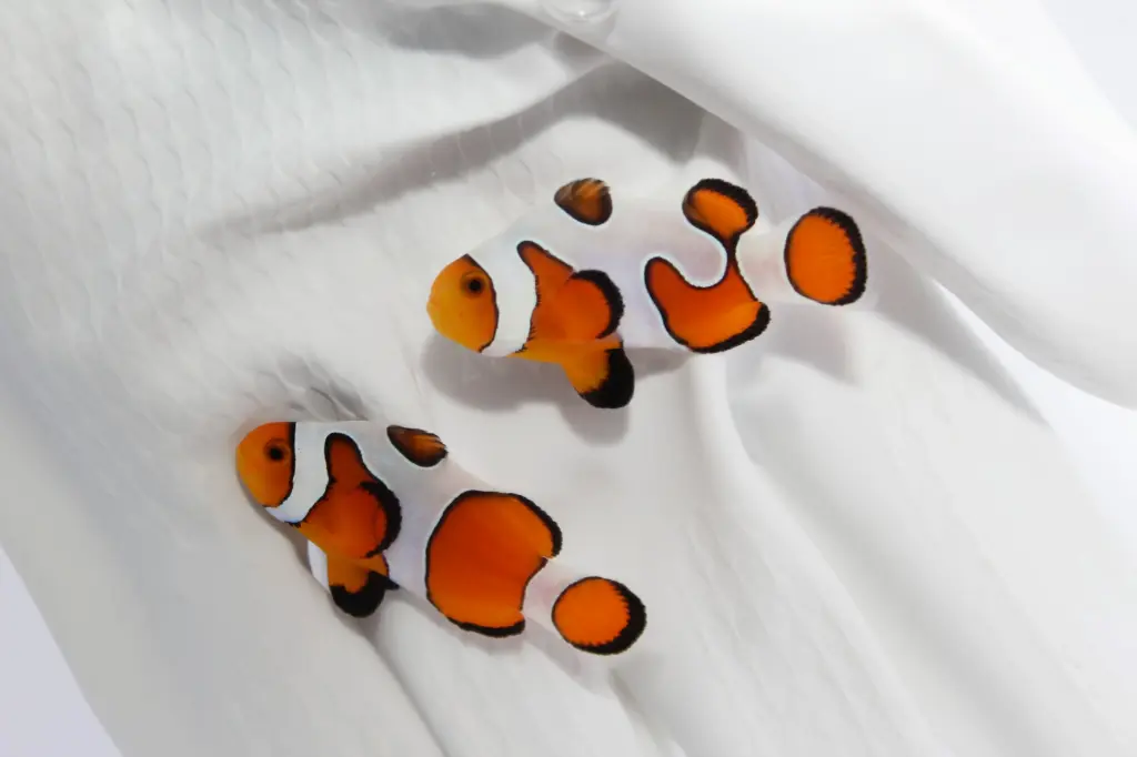 DaVinci Clownfish(Amphiprion ocellarus)