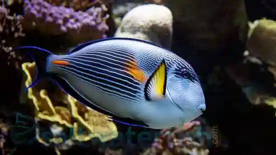 Sohal Tang(Acanthurus Sohal)