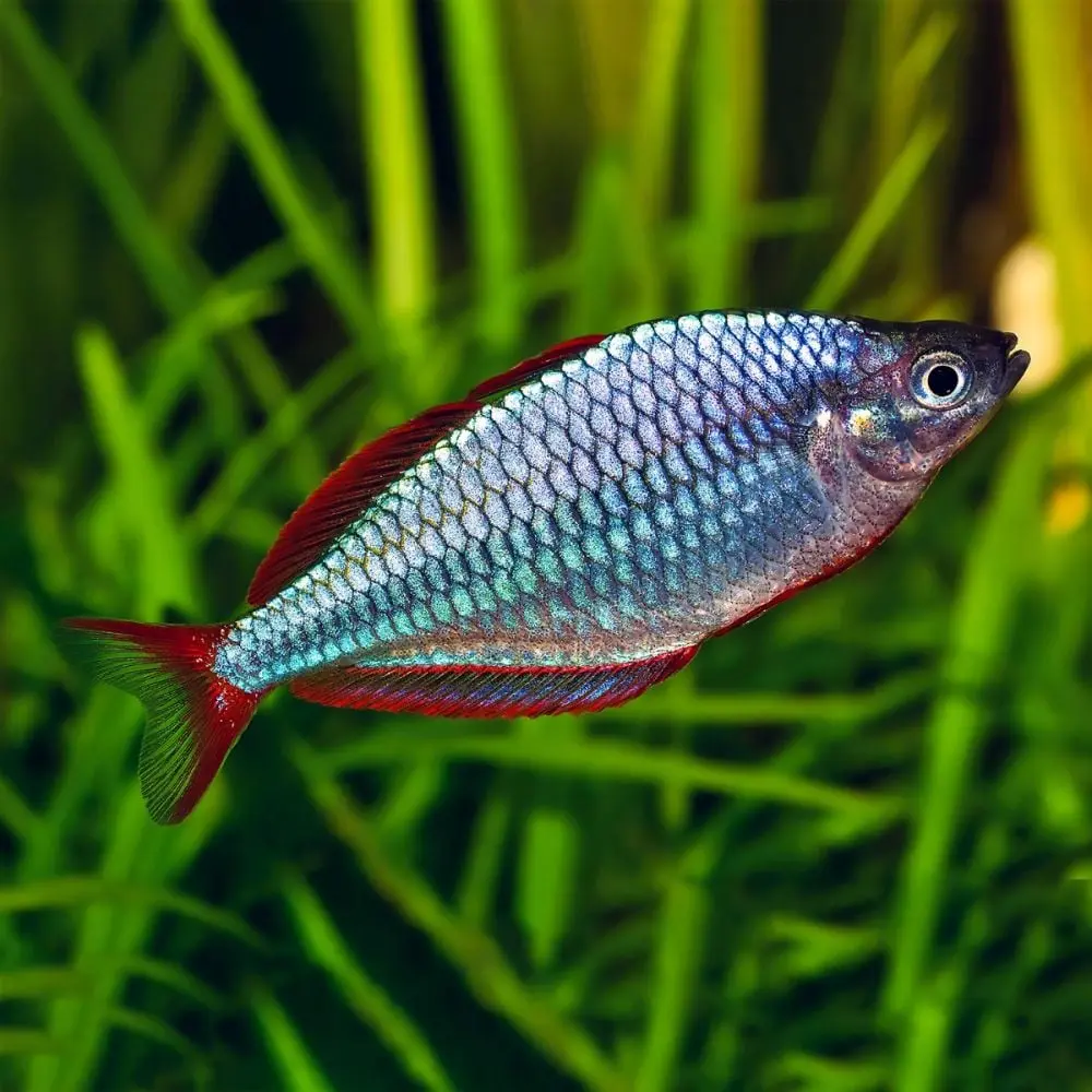 Blue Rainbow(Melanotaenia caerulea)