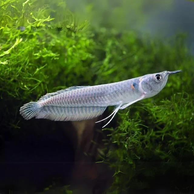 Silver Arowana(Osteoglossum bicirrhosum)