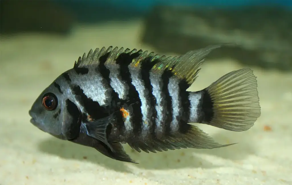 Convict cichlid(Amatitlania nigrofasciata)