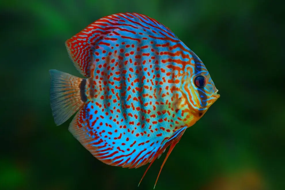 Discus Breeding Fish