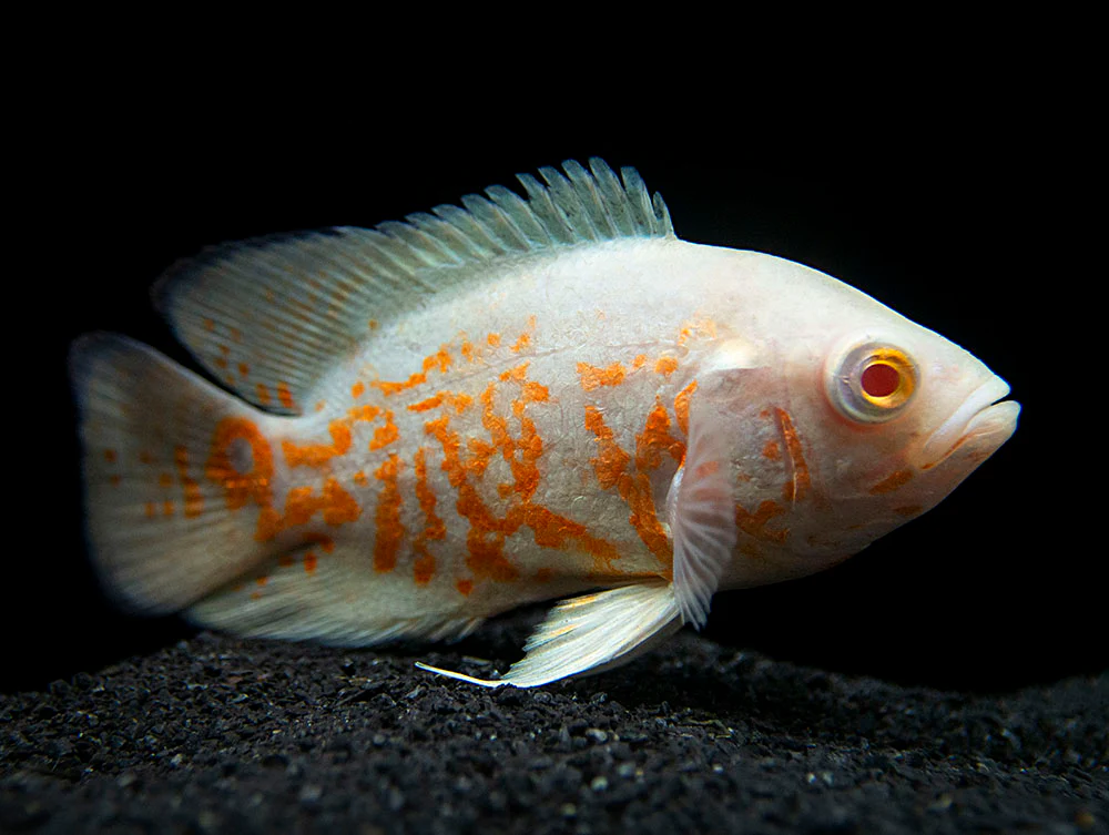 Assorted Oscar(Astronatus Ocellatus)