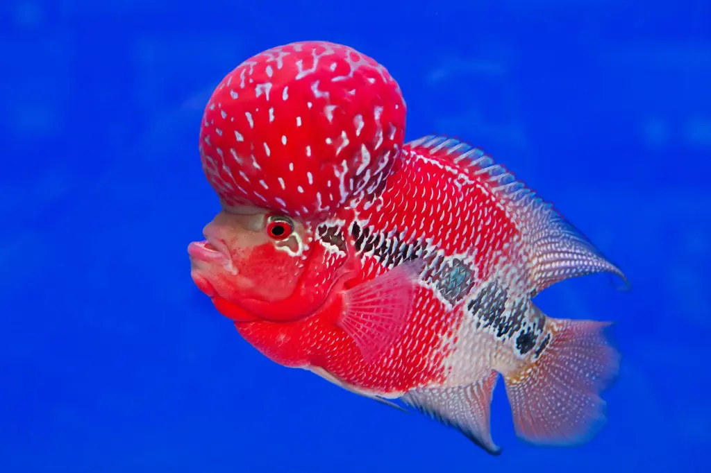 Flower horn(Amphilophus citrinellus)-AAA