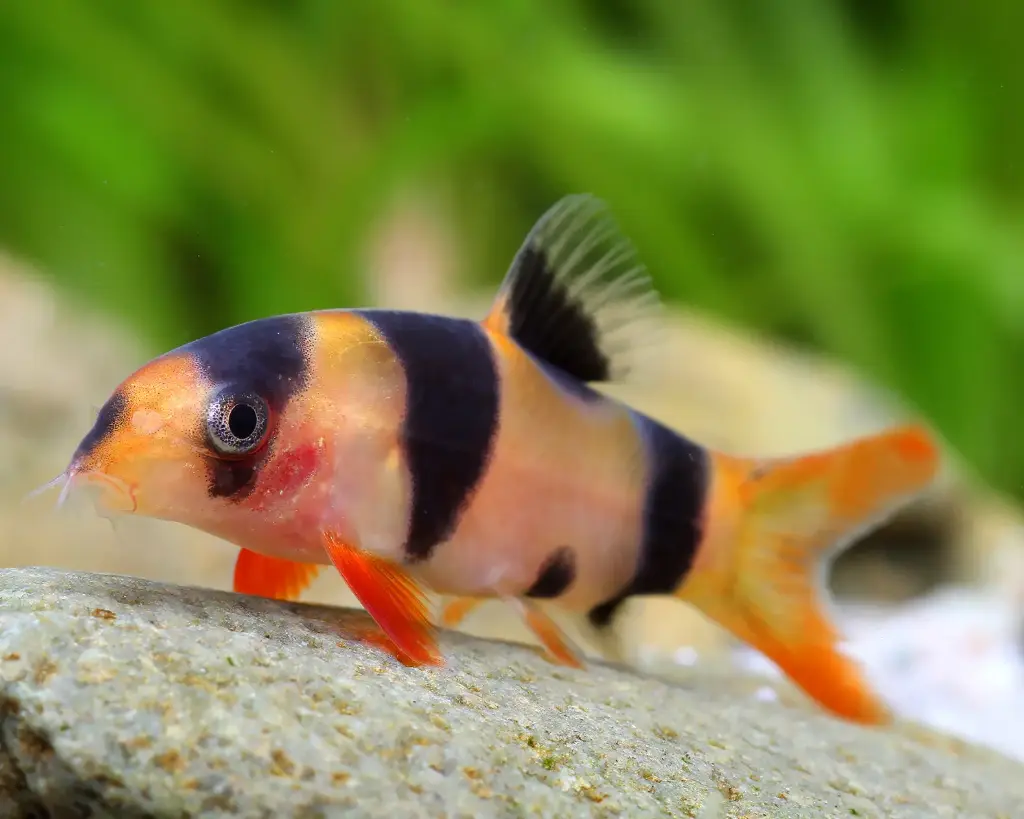 Clown loach(Botia macracantha)
