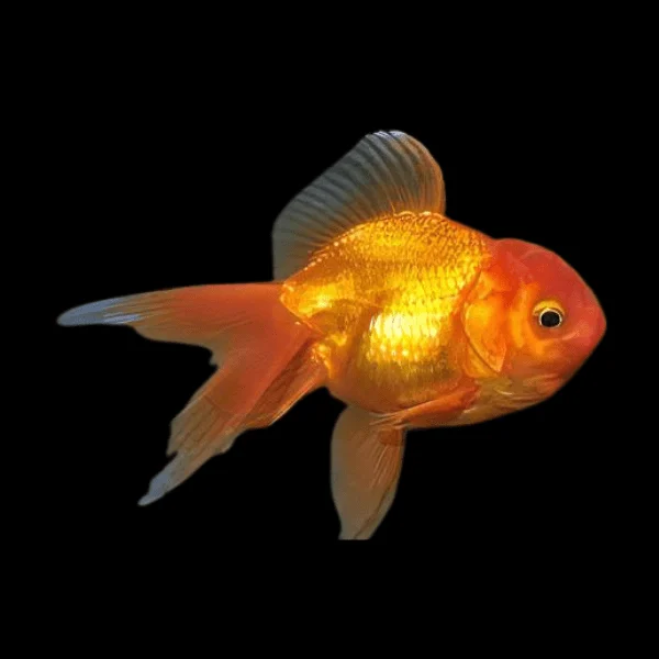 Oranda (GoldFish)(Carassius auratus)
