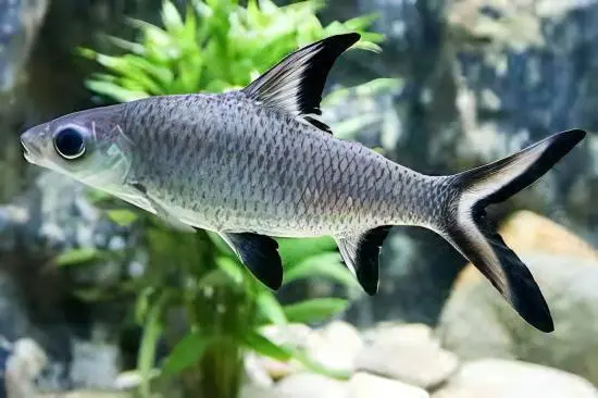 Silver Shark(Balantiocheilos melanopterus)