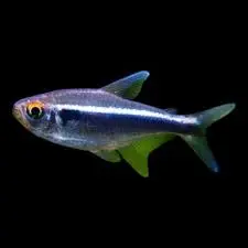 Black Neon Tetra(Hyphessobrycon herbertaxelrodi)