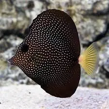 Gem Tang(Zebrasoma Gemmatum)