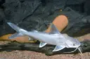  Cat Fish White(Siluriformes)