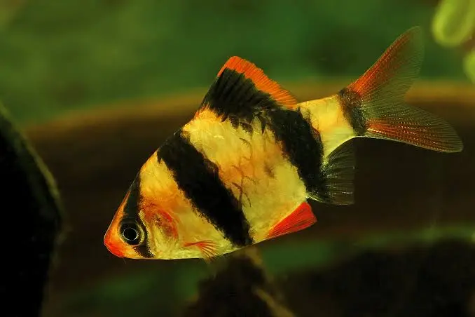 Tiger Barb(Capoeta tetrazona )