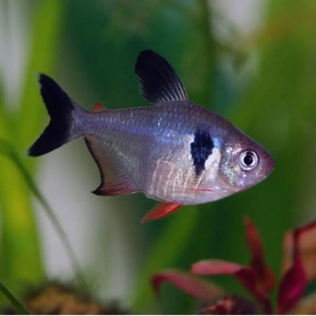 Black Phantom Tetra(Megalamphodus megalopterus)