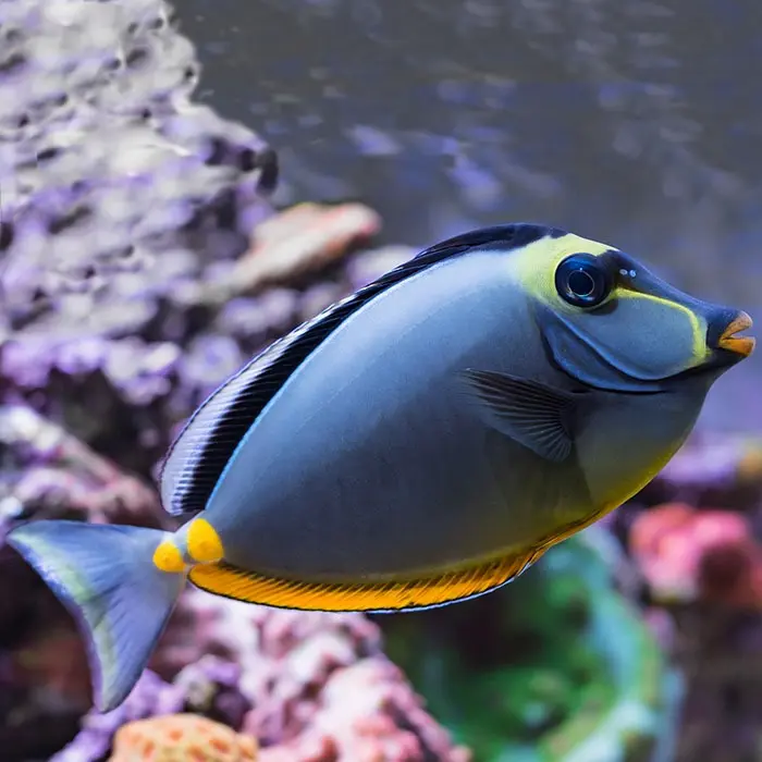 Liptick Tang(Neso Litturatus)