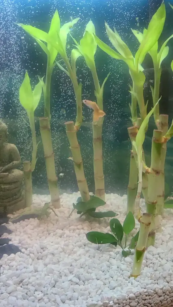 Natural Bamboo (M) 
