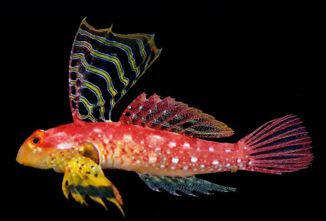 Red Scooter Blenny Fish(Synchiropus Marmoratus)