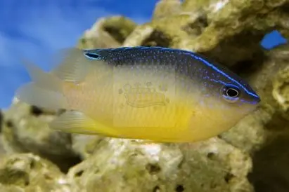 Rock Damsel Fish(Plectroglyphidodon sindonis)