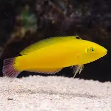 Yellow Wrasse(Halichoeres chrysus)