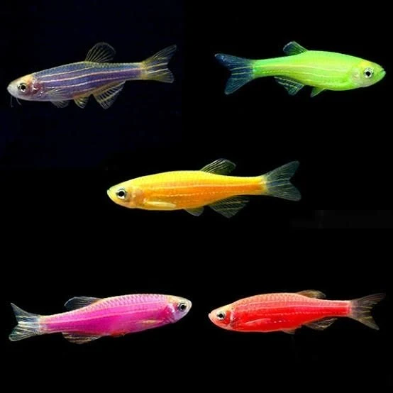 Zebra Danio Mix Colour(Danio rerio)