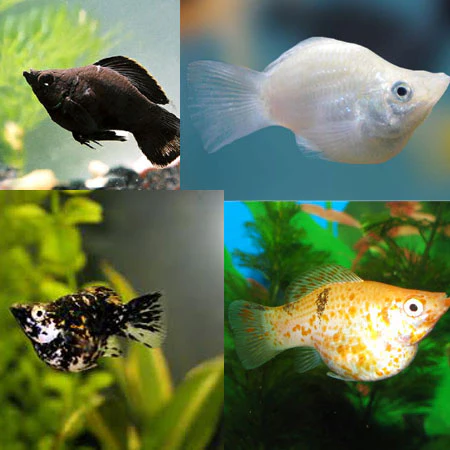 Assorted  Molly(Poecilia sphenops)