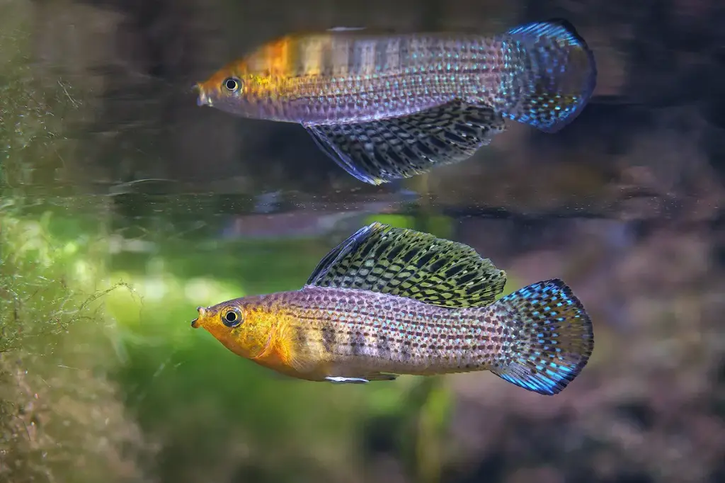 Golden Sailfin Molly(Poecilia Latipinna)