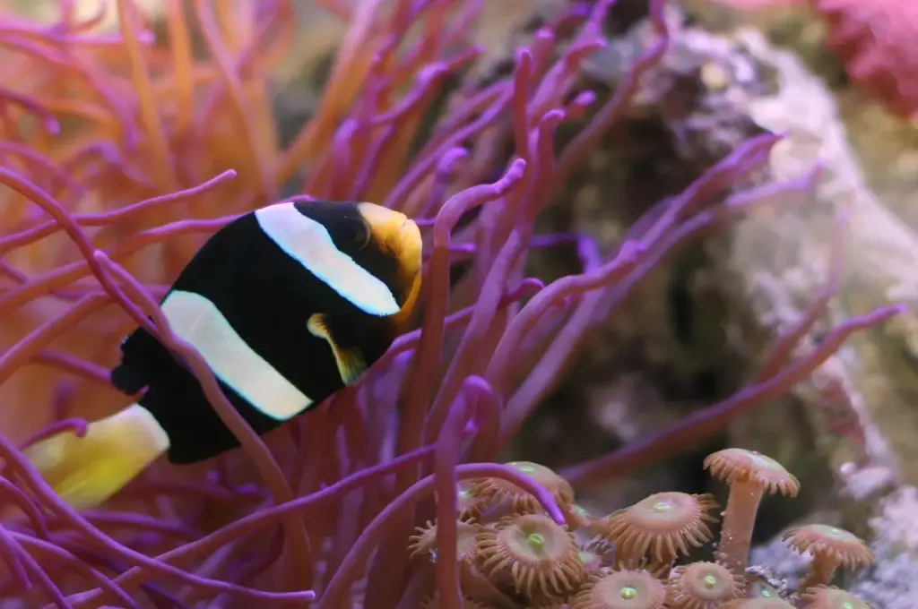 Clarkii Clownfish(Amphiprion Clarkii)