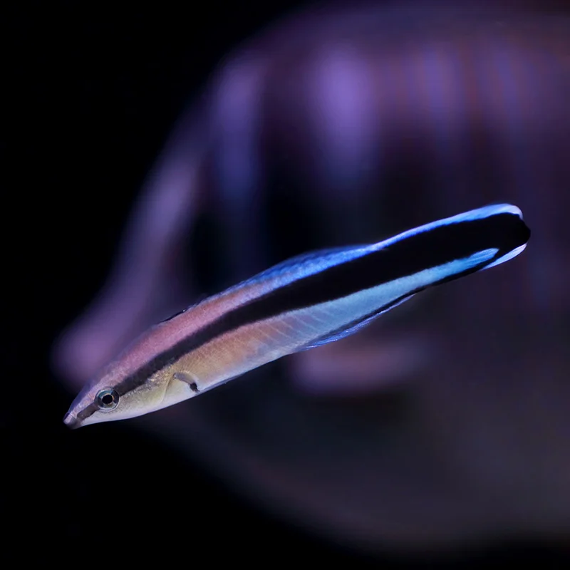Cleaner Wrasse(Labroides Dimidiatus)