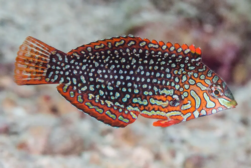 Matara Wrasse(Macropharyngodon ornatus)