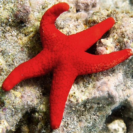 Red/Green Yellow Star Fish 