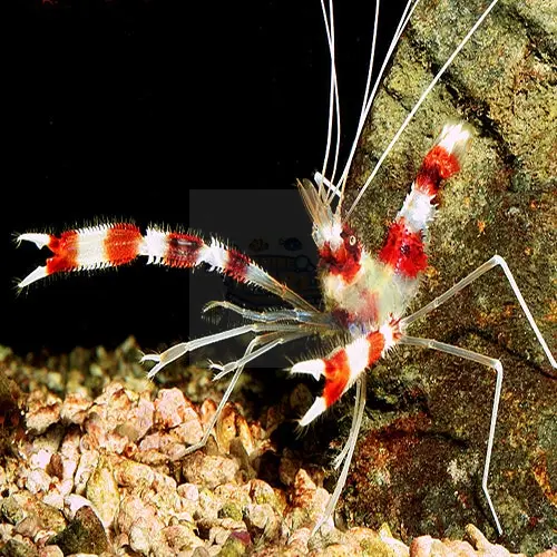 Boxing Shrimp(Stenopus hispidus)