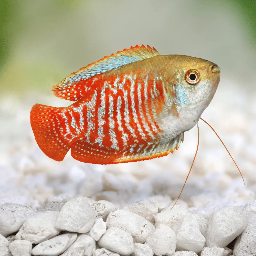 Red Dwarf Gourami(Trichogaster lalius)