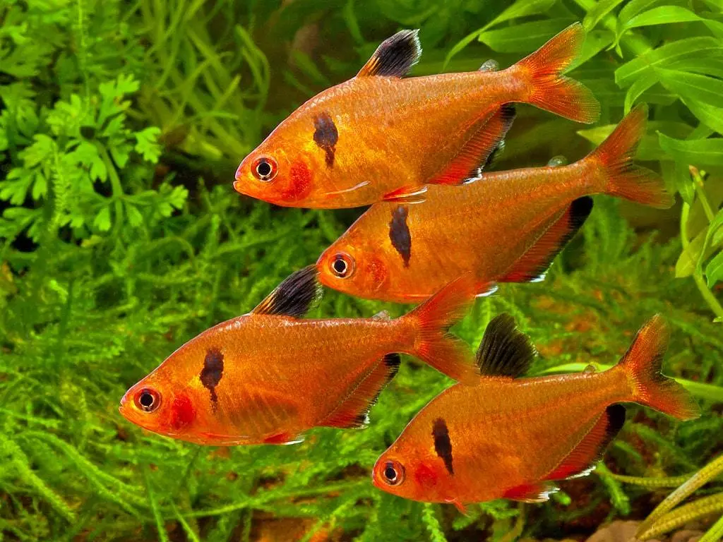 Serpae Tetra(Hyphessobrycon eques)