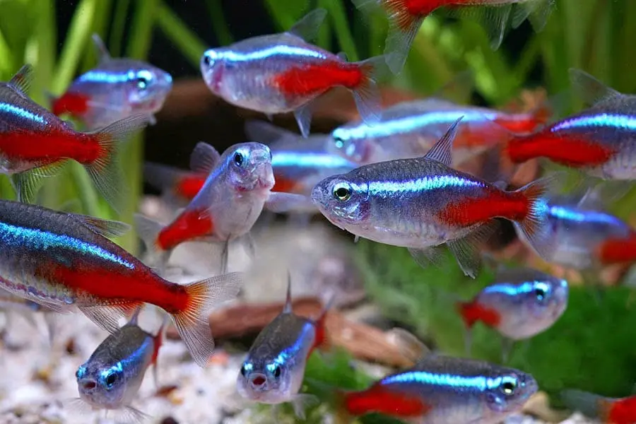 Neon Tetra(Paracheirodon innesi)