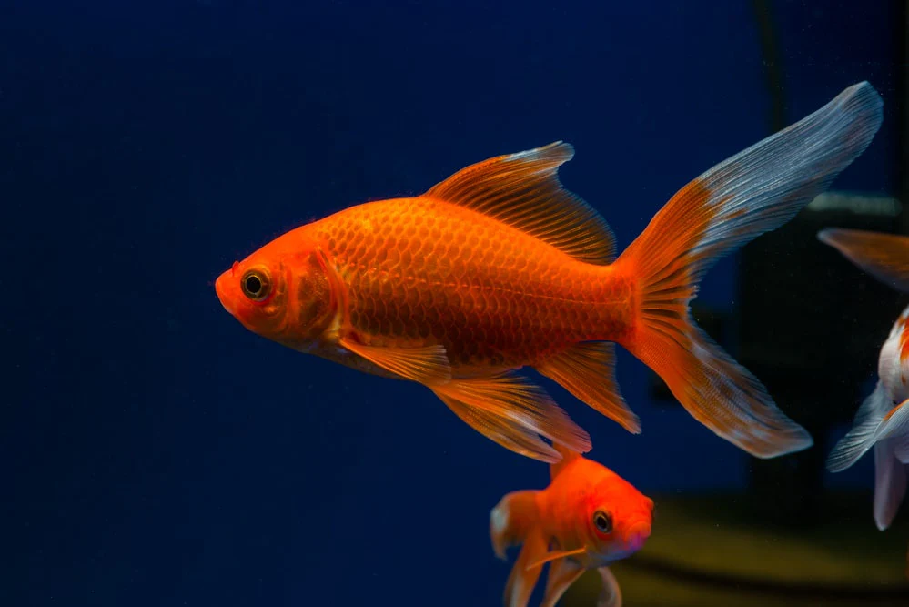 Red Comet(Carassius auratus)