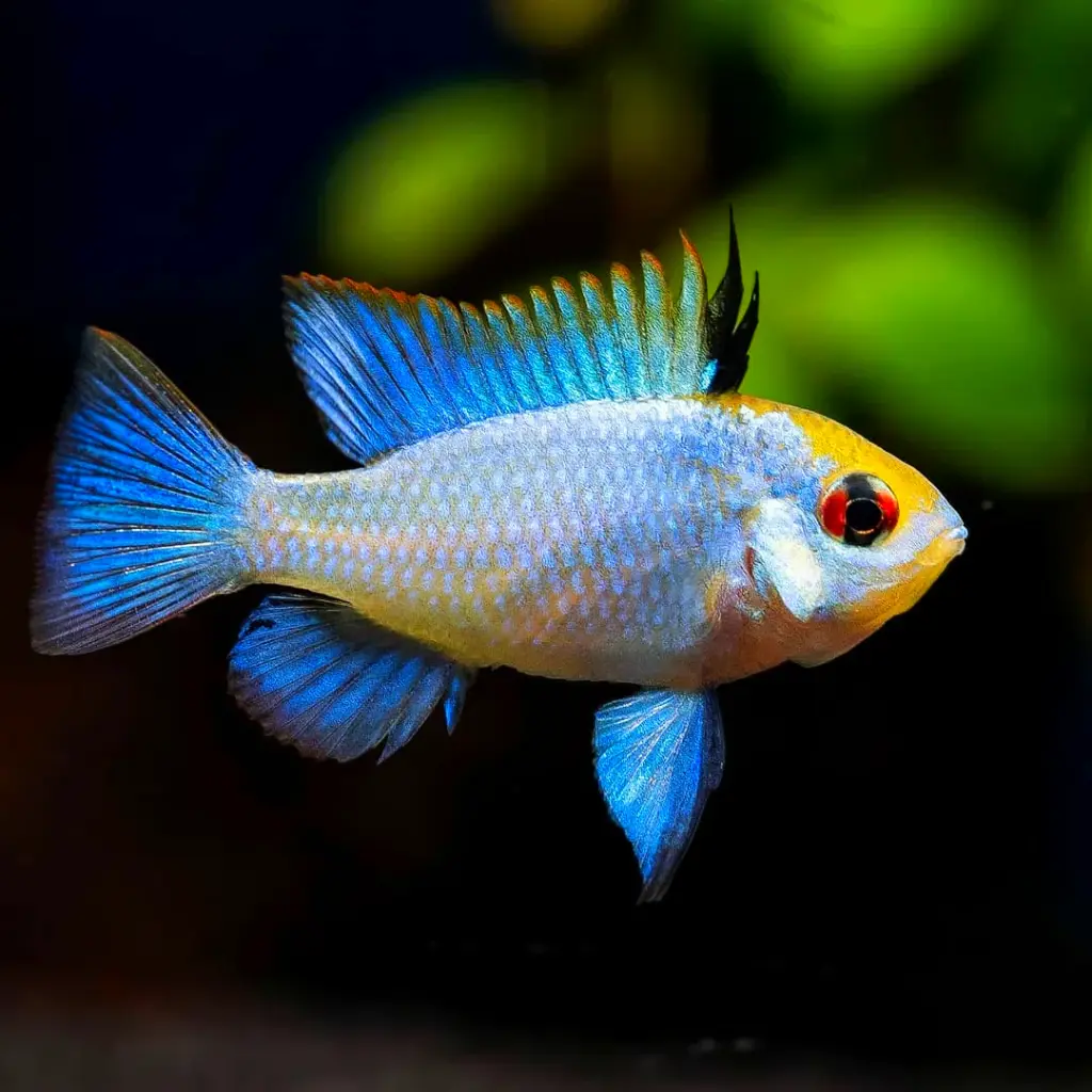 Assorted Ramrazi(Mikrogeophagus ramirezi)