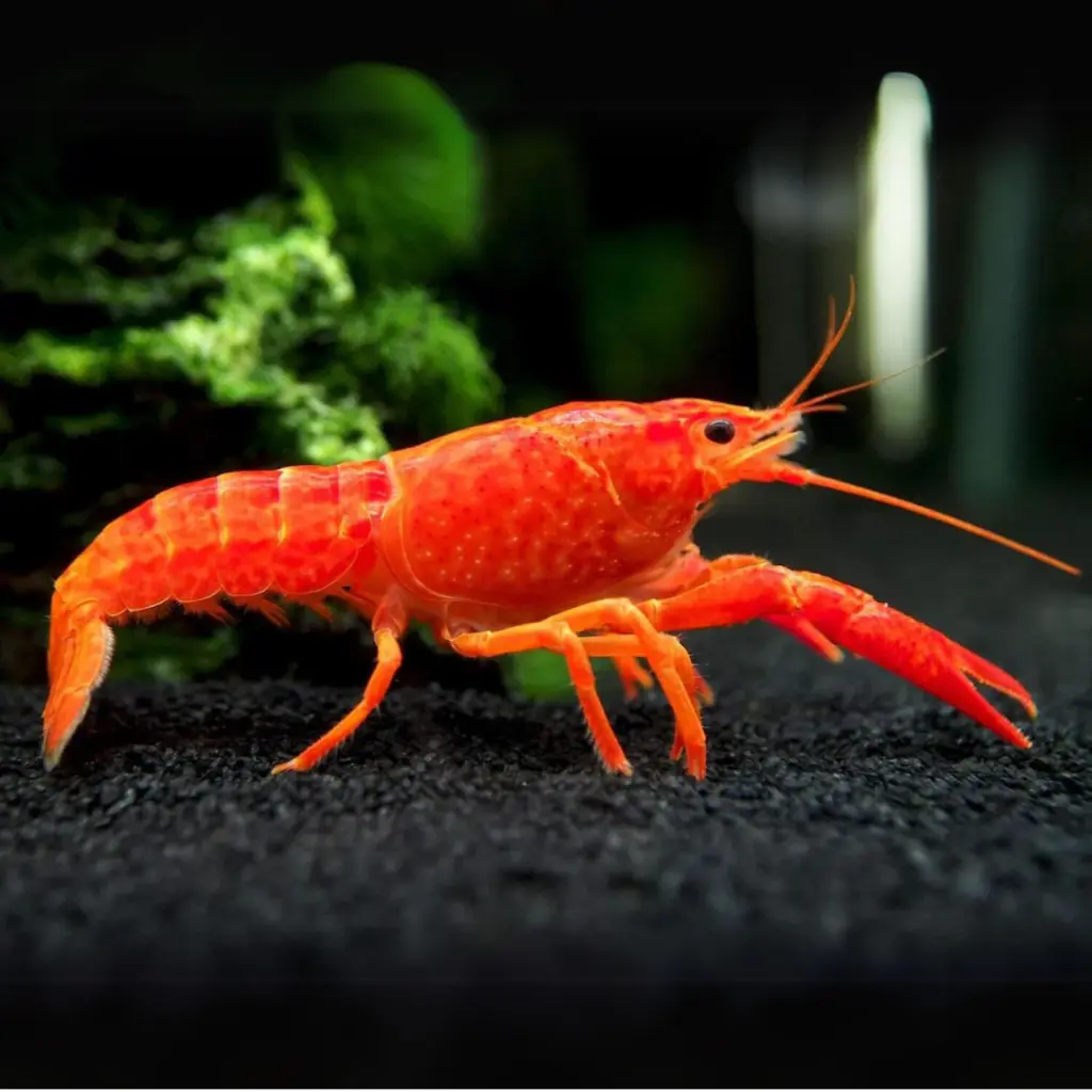 Lobster Mix Colour(Nephropidae)