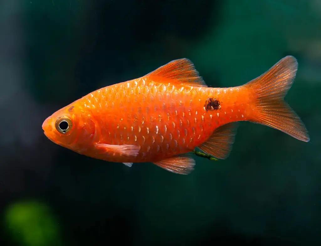 Rosy Barb(Pethia conchonius)