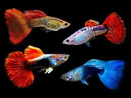 Assorted Guppy(Poecilia reticulata)