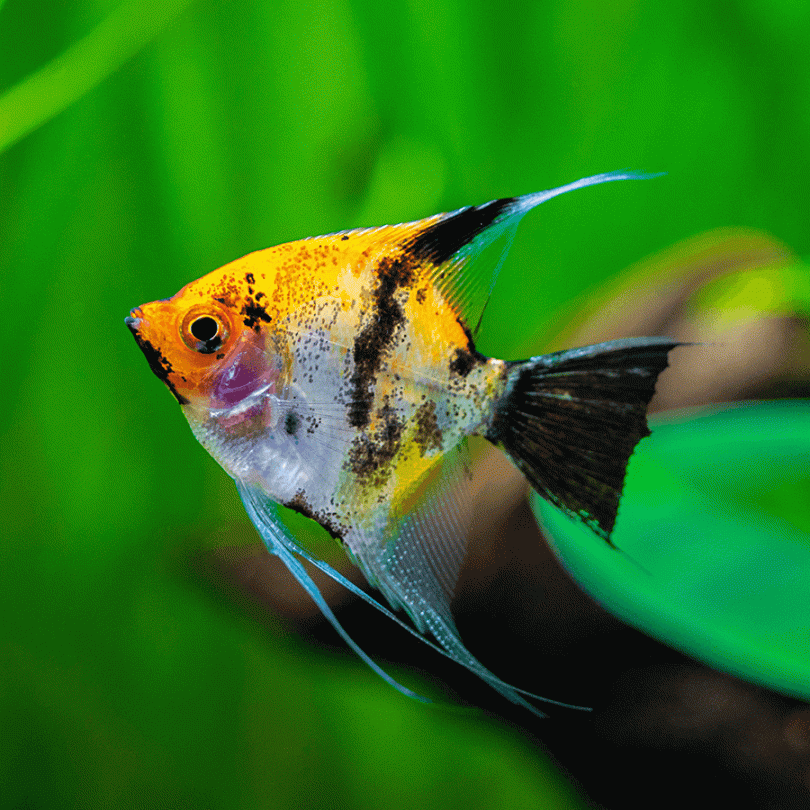Assorted Angelfish(Pterophyllum Scalare)