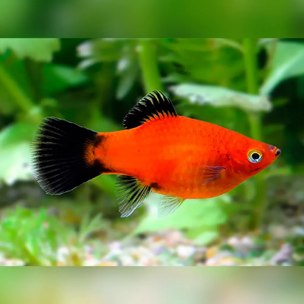 Platy(Xiphophorus maculatus)