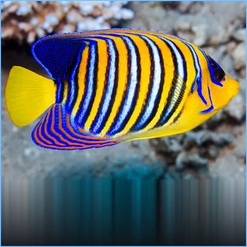 Regal Angel Fish(Pygoplites diacanthus)