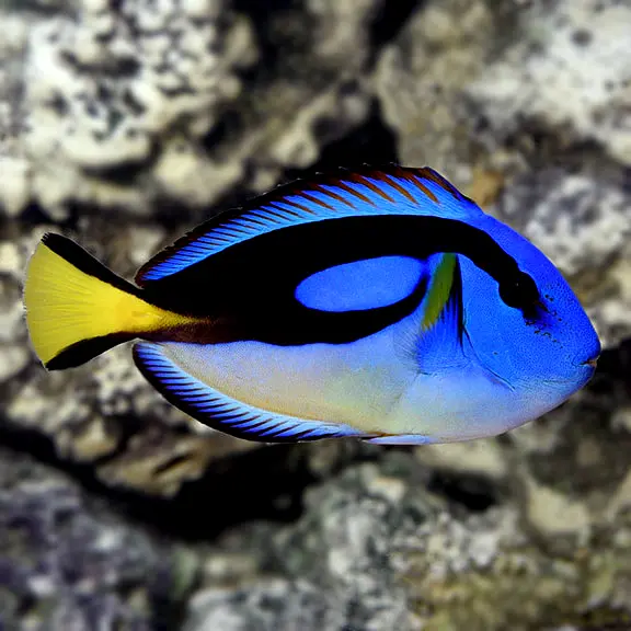 Yellow Belly Blue Tang