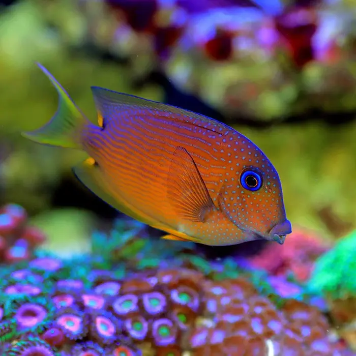 Blue Eye Bristletooth Tang(Ctenochaetus binotatus)