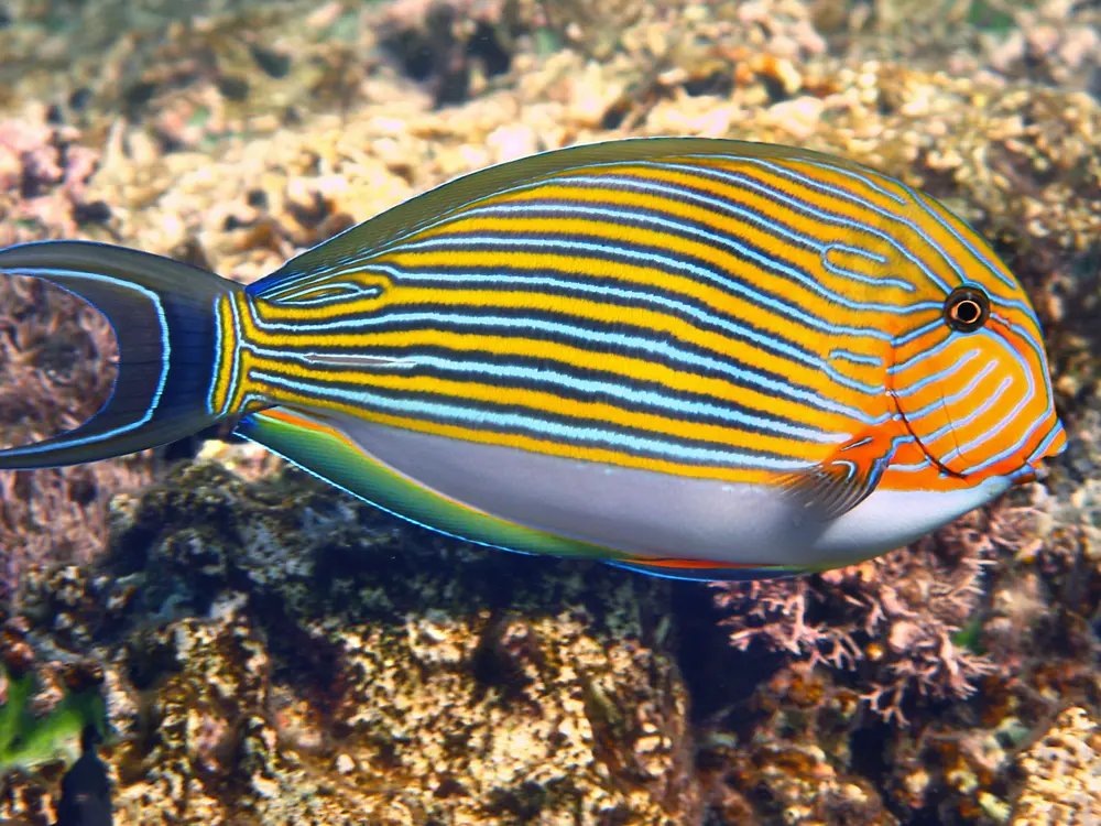 Clown Tang( Acanthurus lineatus)