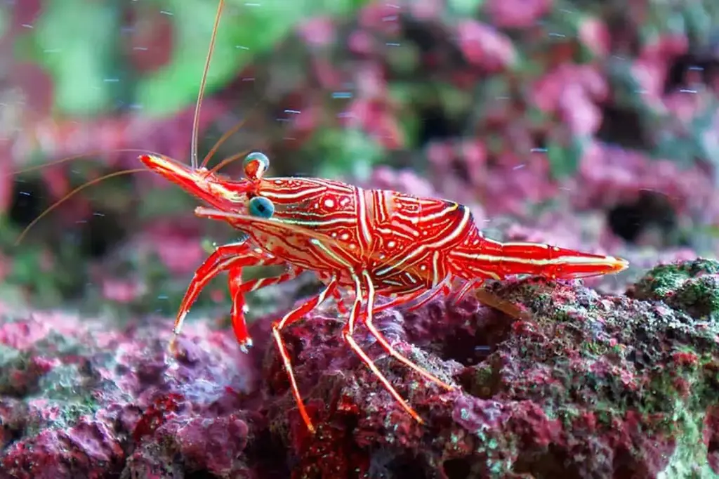 Camel Shrimps