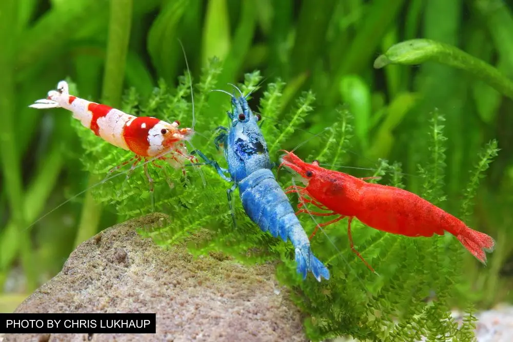 Cherry Shrimps(Neocardina davidi)