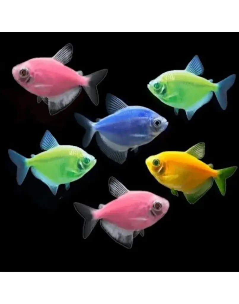 Glow Tetras (Mix colour)(Hemigrammus Erythrozonus)